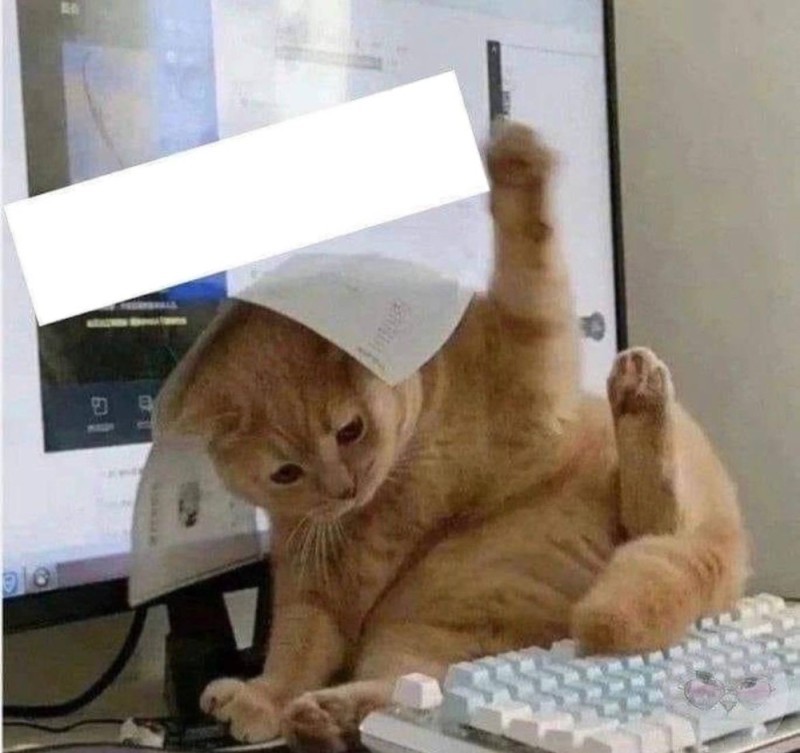 Create meme: cat Intern, cat , cat at work