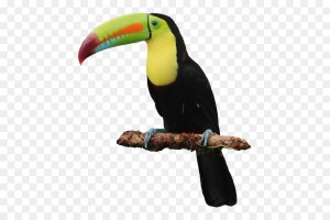 Create meme: birds exotic, Toucan