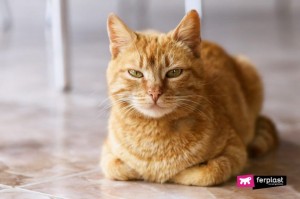 Create meme: cat red, European Shorthair cat ginger, red cat