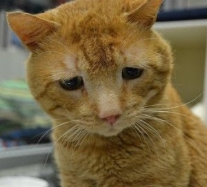 Создать мем: sad cat, самая грустная кошка в мире, самый грустный кот в мире