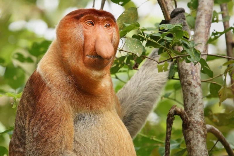 Создать мем: обезьяна с длинным носом, самка бабуина, носатые животные