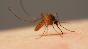 Создать мем: принт комар пьет, комар под микроскопом увеличенный в 160 раз, комар пьет кровь под микроскопом
