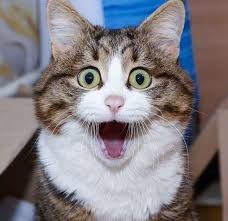 Создать мем: милые котики смешные, удивленная кошка, удивленный кот