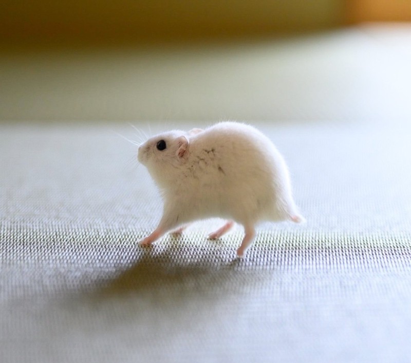 Create meme: white mice, cute baby animals, hamster Djungarian