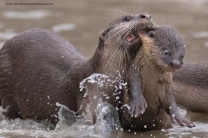 Создать мем: выдра википедия, smooth coated otter, дикая природа
