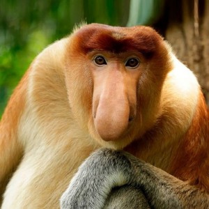 Create meme: a proboscis monkey, monkey nosey