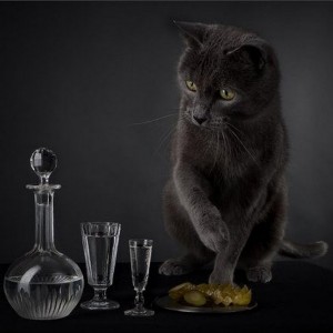 Create meme: black cat, cats, cat pour