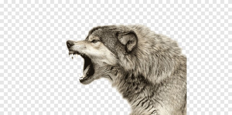 Создать мем: волк клипарт, волк оскал, серый волк