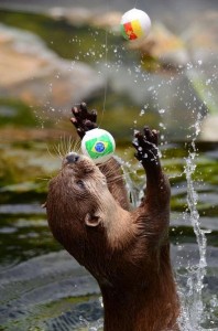 Create meme: a baby otter