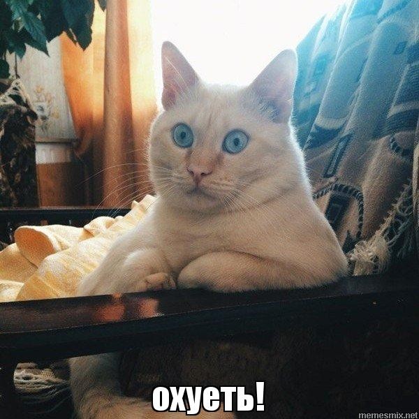 Create meme: the surprised cat meme, funny cats , cat 