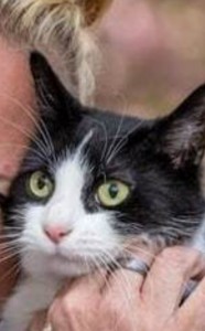 Создать мем: котики, кот с зелеными глазами, черно белая кошка