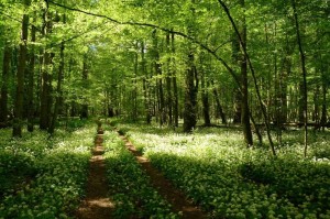 Создать мем: лес, зеленый лес, лес парк