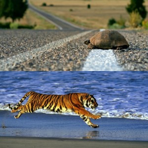 Create meme: tiger, panthera tigris, tiger Maya