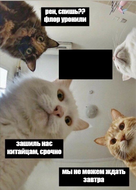 Создать мем: мем коты наташа, мемы с котами, кот