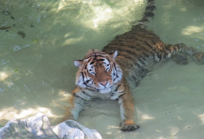 Create meme: The Amur tiger swims, Moscow zoo tiger, a tiger in the Kaliningrad zoo