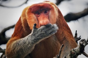 Создать мем: носач среди приматов 5, носатая обезьяна, обезьяна большая