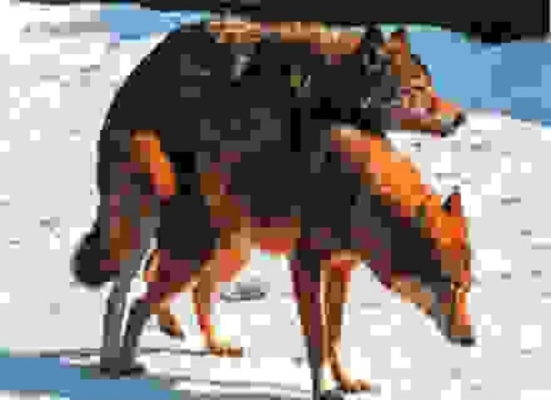Создать мем: пиксель арт собака, красный волк, пиксельная собака