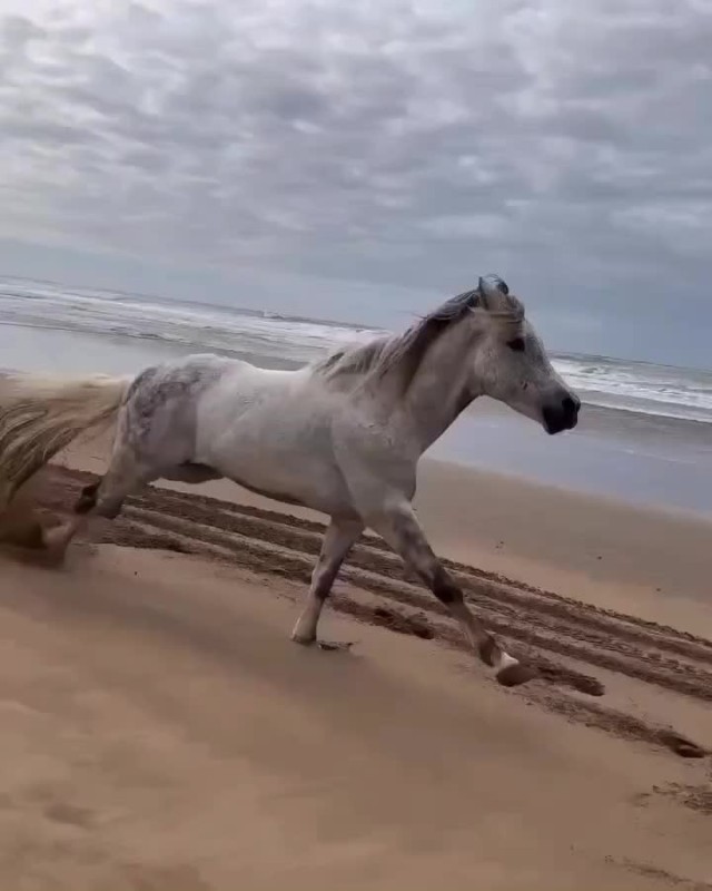 Create meme: white horse, horse , The grey horse