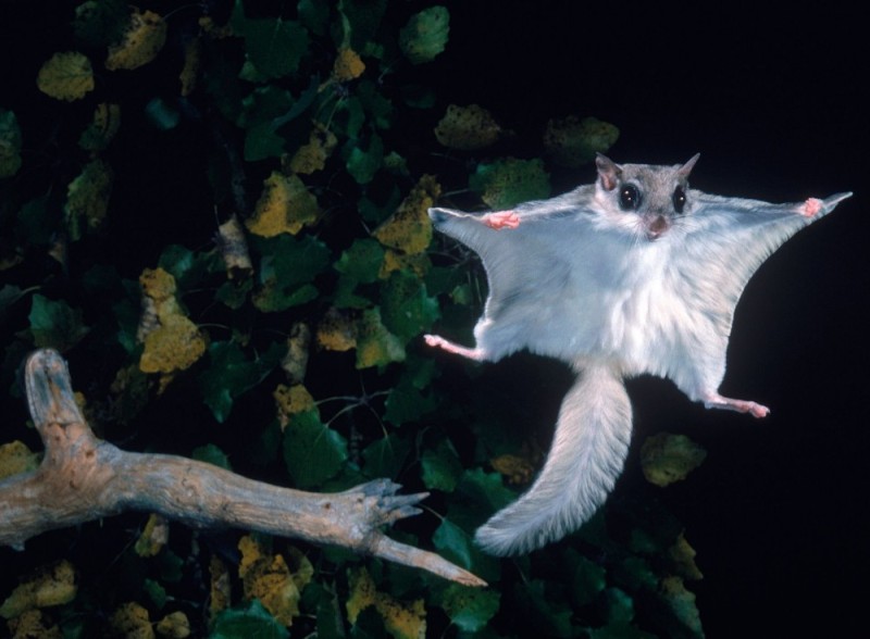 Create meme: an ordinary flying squirrel, common flying squirrel (flying squirrel), flying squirrel ordinary