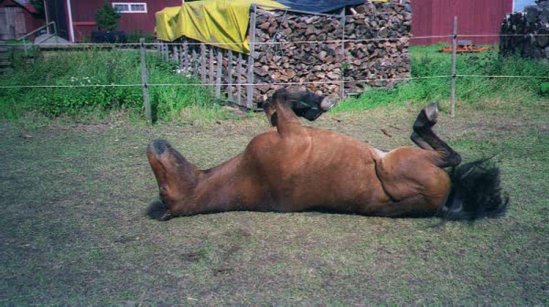 Create meme: the horse is lying around, a lethal dose of nicotine for a person, lethal doses