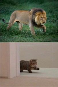 Create meme: funny animals, memes with a cat, cat cheeky