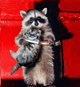 Create meme: raccoons, enotice, meme raccoon