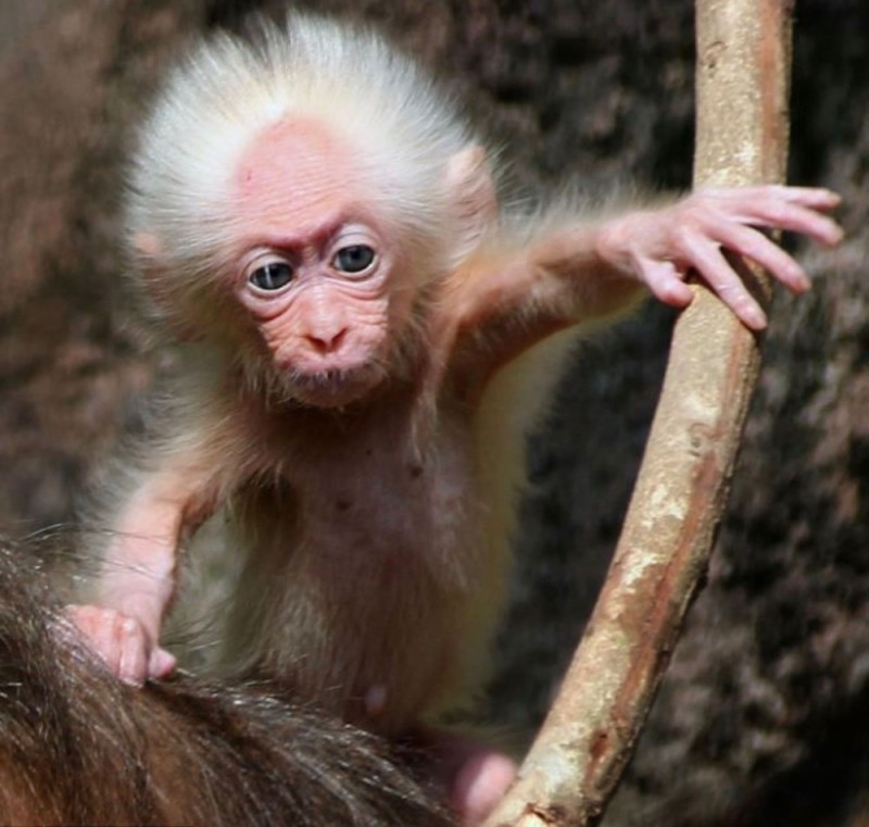 Создать мем: мартышка альбинос, маленькие белые обезьянки, детеныш макаки