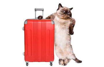 Создать мем: чемодан смешной, рыжий кот с чемоданом, кошка с чемоданом