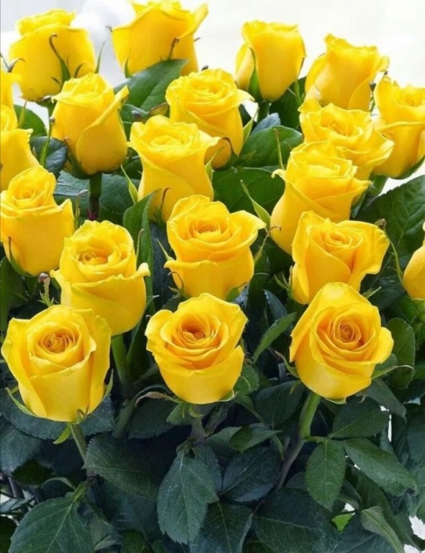 Create meme: yellow roses , beautiful yellow roses, yellow roses bouquet