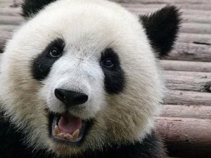 Create meme: Panda smiles