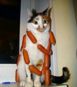 Create meme: cat and sausage demotivator, funny cats, funny cats