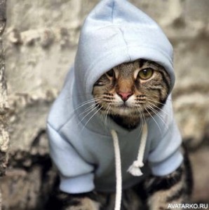 Create meme: the cat in the Adidas, cat, cat