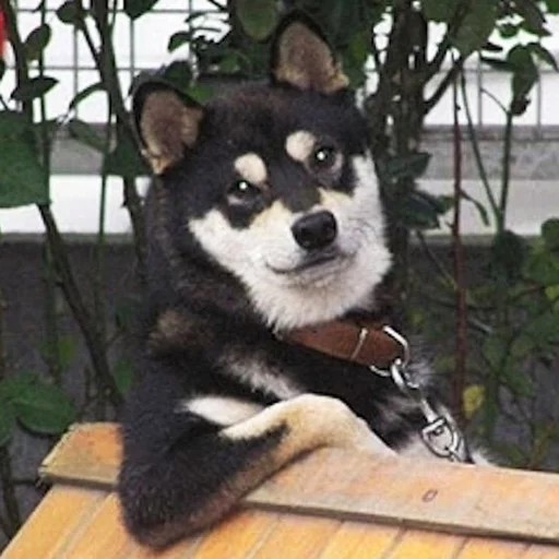Create meme: breed Shiba, the breed is Shiba inu, husky dog