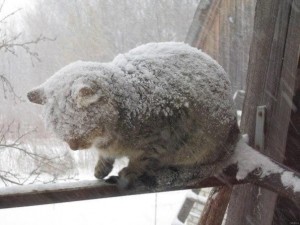 Создать мем: зимний кот, зимние коты, манул зимой