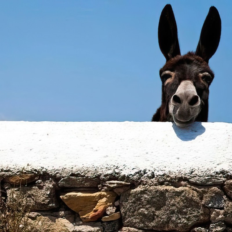 Create meme: donkey , Greece, donkey 