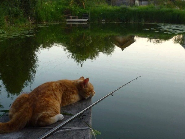 Создать мем: кот с рыбой, кот рыбачит, рыболов кот