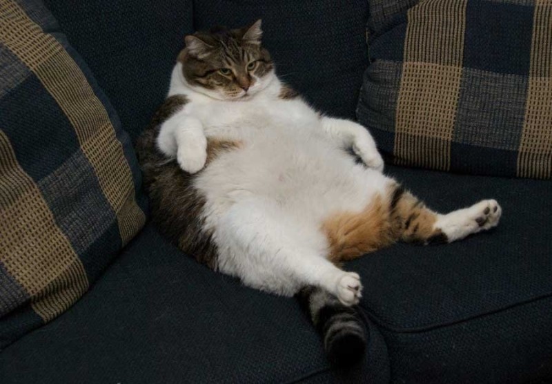 Create meme: a fat lazy cat, the fat cat meme, fat cat 