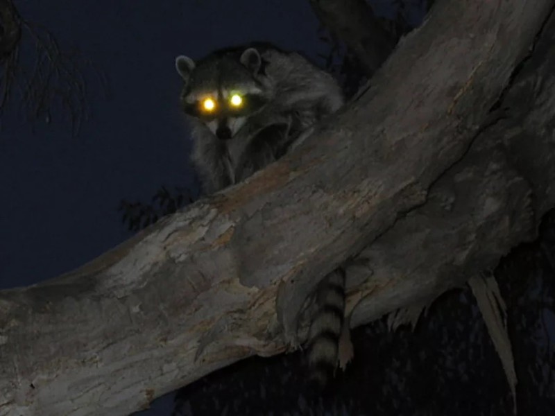 Создать мем: raccoon, нос енота, зад енота