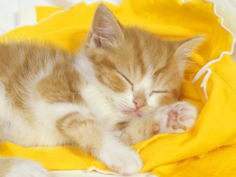 Create meme: sleeping cat, sleeping kitten, sweet dreams kitten