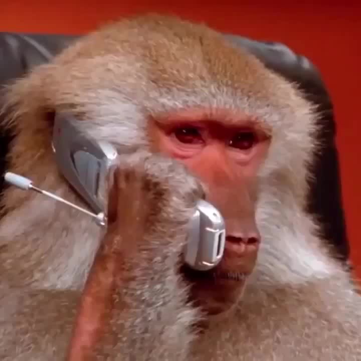 Создать мем: обезьяна говорит по телефону, мартышка с телефоном, обезьяна с плеером мем