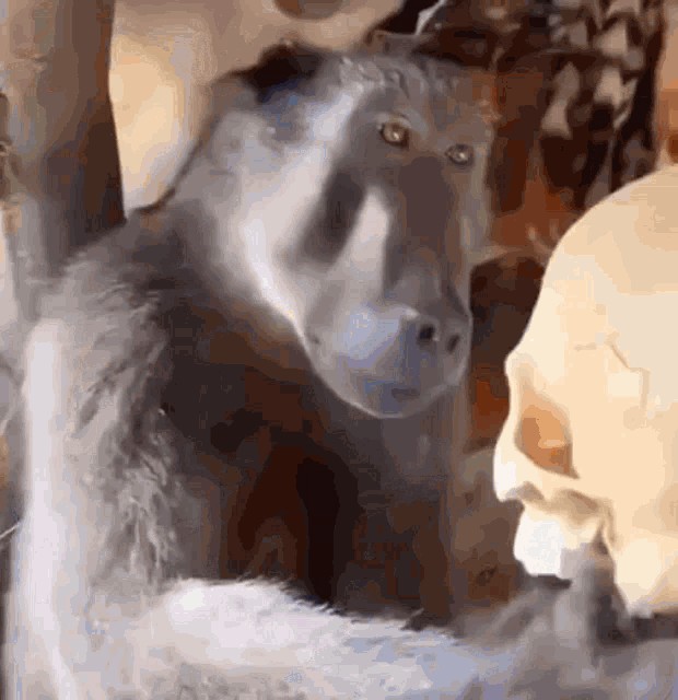 Создать мем: обезьяна смотрит на череп, обезьяна перед камерой, обезьяна смешная