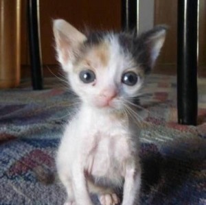 Create meme: cute cats funny, abandoned kitten, sad kitty
