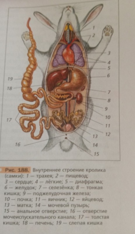 Create meme: the internal structure of a female rabbit, the internal structure of mammals, the internal structure of the rabbit fig. 188