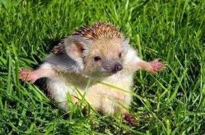 Create meme: hedgehog, animals in the palm of hedgehog, hedgehogs