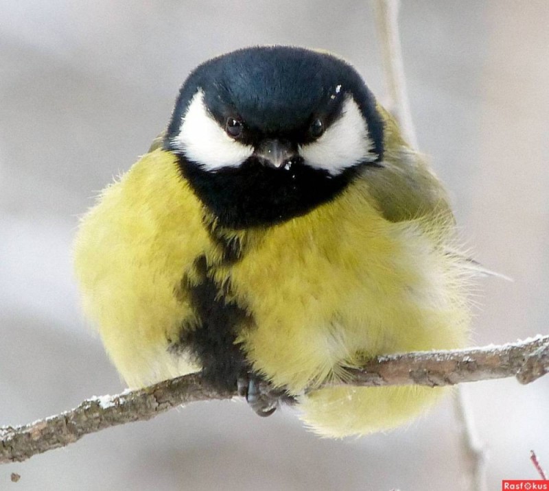 Create meme: tit lazorevka, bird chickadee, chickadee 