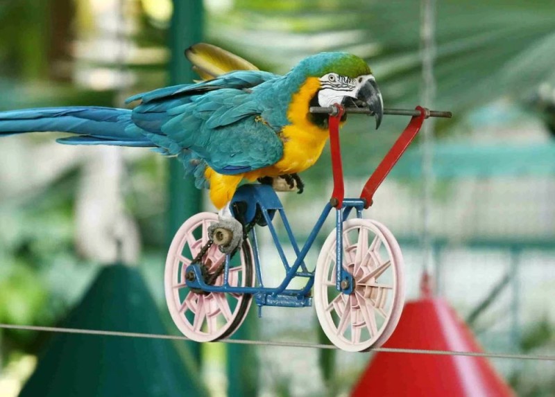 Создать мем: попугай на велосипеде, говорящий попугай, flaubert's parrot