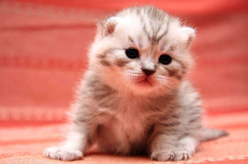 Create meme: cute little cats, little kittens, cute kittens 