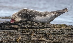 Create meme: harbour seals, seal