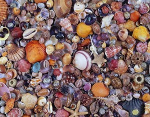 Создать мем: sea shell, морская раковина, ракушки тумблер