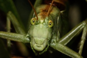 Create meme: a picture of the world grasshopper, the head of a grasshopper, grasshopper
